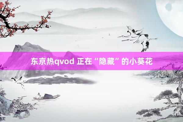 东京热qvod 正在“隐藏”的小葵花